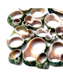 Shell. De 16 a 34 mm. 3 unidades Shell. De 16 a 34 mm. 3 unidades