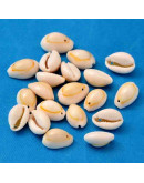 Concha de mar. Torito. De 10 a 17 milímetros. 1,20 mm perforación. 20 unidades.