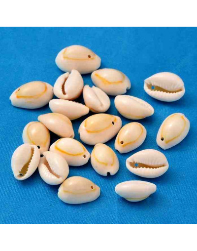 Concha de mar. Torito. De 10 a 17 milímetros. 1,20 mm perforación. 20 unidades.