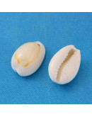 Concha de mar. Torito. De 10 a 17 milímetros. 1,20 mm perforación. 20 unidades.