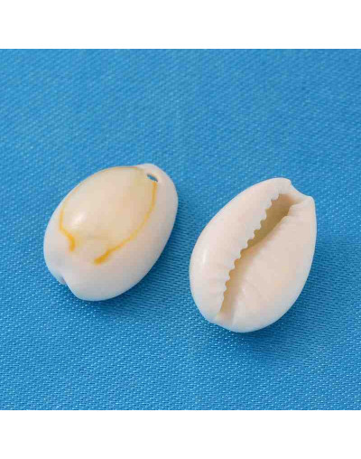 Concha de mar. Torito. De 10 a 17 milímetros. 1,20 mm perforación. 20 unidades.