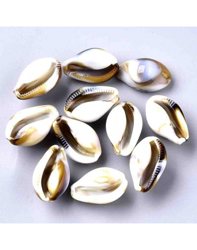 Toritos shell. 19,5x12x10 milímetros. 1 mm perforación. 20 unidades. Toritos shell. 19,5x12x10 milímetros. 1 mm perforación. 20 unidades.