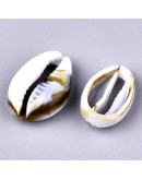 Toritos shell. 18X12X6 milímetros. Sin perforación. 20 unidades.