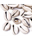 Concha de mar. Cowrie. De 22 a 28 milímetros. Sin perforacion. Lijados. 10 unidades.