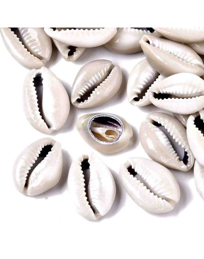 Concha de mar. Cowrie. De 22 a 28 milímetros. Sin perforacion. Lijados. 10 unidades.
