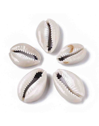 Concha de mar. Cowrie. De 22 a 28 milímetros. Sin perforacion. Lijados. 10 unidades.