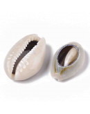 Concha de mar. Cowrie. De 22 a 28 milímetros. Sin perforacion. Lijados. 10 unidades.