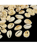 Concha de mar. Torito. De 13 a 16 milímetros. Sin perforación. Lijados. 20 unidades.