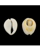 Concha de mar. Torito. De 13 a 16 milímetros. Sin perforación. Lijados. 20 unidades.