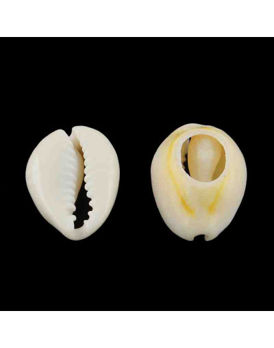 Concha de mar. Torito. De 13 a 16 milímetros. Sin perforación. Lijados. 20 unidades.