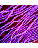 Calcedonia. Magenta. 10 milímetros diámetro. 1 mm perforación. 35 unidades hilo (aproximado).