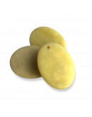 Jade Olivo. Ovalado. 40x30x5 milímetros. 2 mm perforación. 1 unidad.